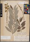Foto von Salix cinerea L. x Salix eleagnos Scop.